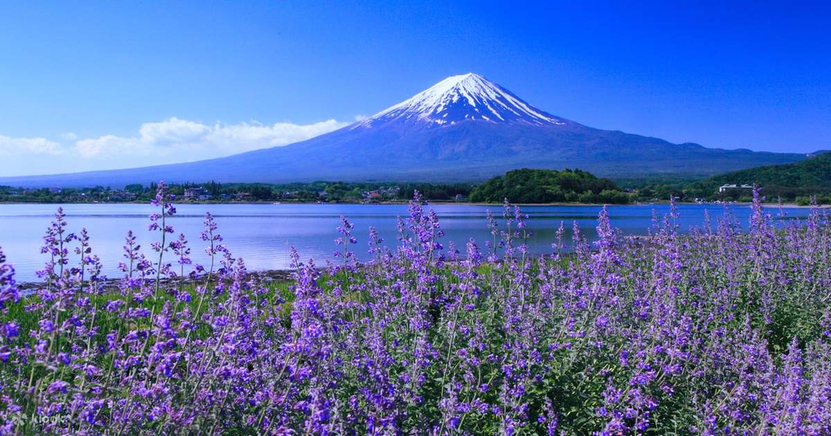 富士山スワンボートまたは温泉ツアー】富士山五合目＆忍野八海＆山中湖